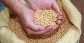 Pedido para Ministério fiscalizar qualidade das sementes vendidas no Mato Grosso