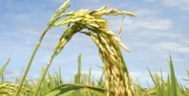 Gene vital para a sobrevivência de sementes de arroz 